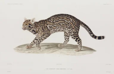 Ocelot, EUA