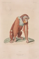 Orang-utan, Indonésia