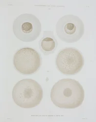 Ovo de coelho, c 1847-1859
