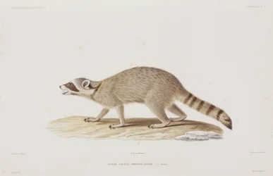 Raccoon, EUA