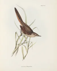 Coluna vertebral, América do Sul, c 1832-1836