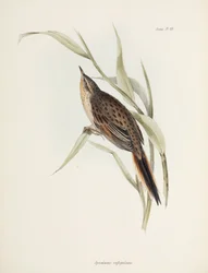 Coluna vertebral, América do Sul, c 1832-1836