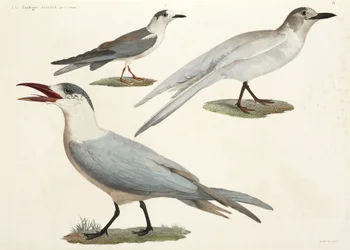 Gaivotas e gaivotas, Egipto