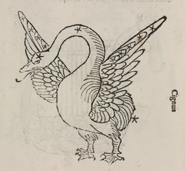A constelação de Cygnus