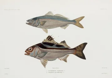 Dois tipos de peixes