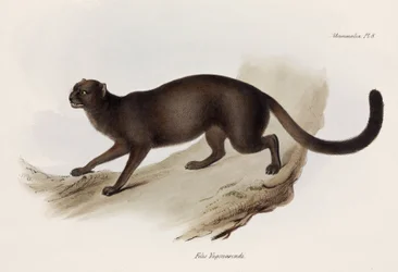 Gato-doninha ou gato-lontra, América do Sul, cerca de 1832-1836