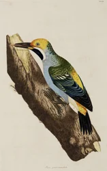 Pica-pau