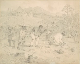 Plantação da cana de açúcar (Trinidad)