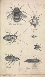 A humilde abelha e os insectos