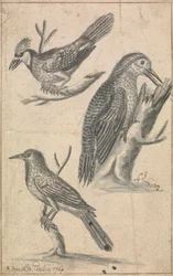 Pica-pau e Duas Aves