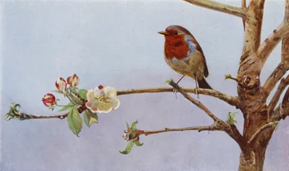 O robin (foto)