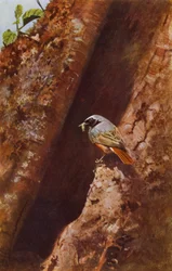 Redstart masculino (foto)