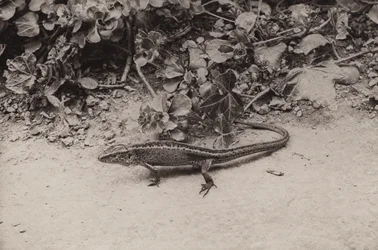 Lagarto de areia (foto a p/b)