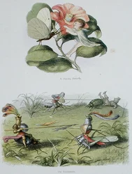 A Dancing Butterfly, e The Tournament, ilustrações de 