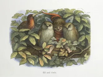 Elfos e corujas