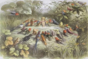 Ensaio de música no País das Fadas (Ilustração de "In Fairyland. Pictures from the Fairy World", de William Allingham e Andrew Lang