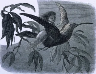 Uma fada (ou uma ninfa) montando um beija-flor. Ilustração de "Na Terra das Fadas. Uma série de fotos do mundo dos elfos"" por Richard Doyle
