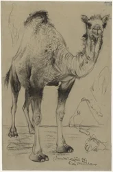 Dromedário, 1894.