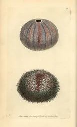 Ouriço-do-mar comestível, Echinus esculentus, de George Shaw e Frederick Nodder 