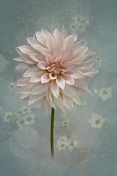 Dália em flor cor-de-rosa