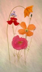 Papoilas em tons pastel de sonho