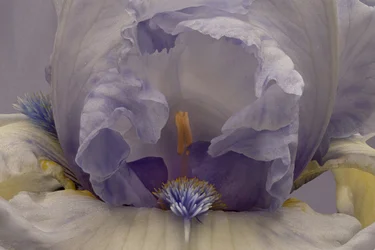 Íris Lavanda Suave