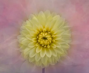 Flor de dália amarela suave