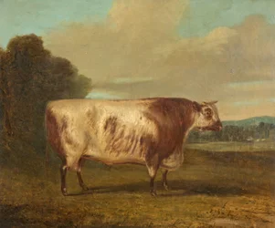 Um touro de 1862