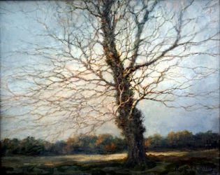 Árvore iluminada pelo sol
