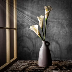 Lírios-calla à luz do sol