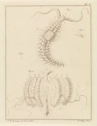 Franjeworm e uma medusa das costelas