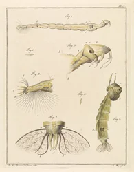 Larvas de mosquito amontoadas