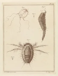 Várias criaturas marinhas