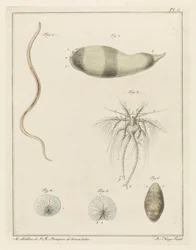 Várias criaturas marinhas