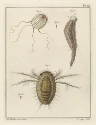 Várias criaturas marinhas