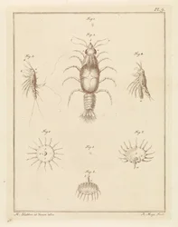 Várias criaturas marinhas
