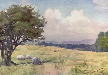 Sunny Field, perto de Llanberis (cor litho)