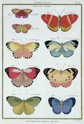Borboletas da "História Natural dos Insetos" por M. Olivier