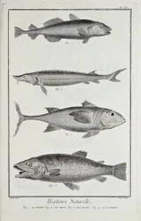 Bacalhau, atum, salmão e esturjão, ilustração de 