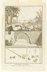 "Cultivation et Arsonnage du Coton" da Enciclopédia de Diderot, Vol. EU