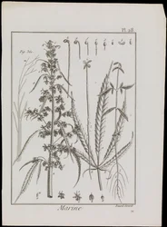 Diagrama marinho de flores, c.1810 (gravura e água-forte)