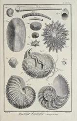 Conchas do mar, ilustração de 