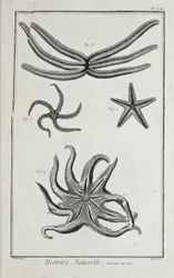 Estrelas do mar, ilustração de 