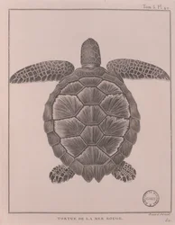 Tartaruga do Mar Vermelho, ilustração de 