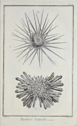 Urchins, ilustração de 