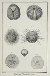 Urchins, ilustração de 