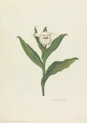 Chinelo de Senhora (Cypripedium Canadense, Calceolus Maria)