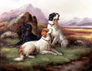 Setters em uma paisagem montanhosa