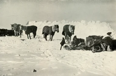 Pôneis atrás de seu abrigo no acampamento na barreira, 1911, 1913