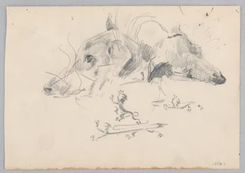 cão e leão